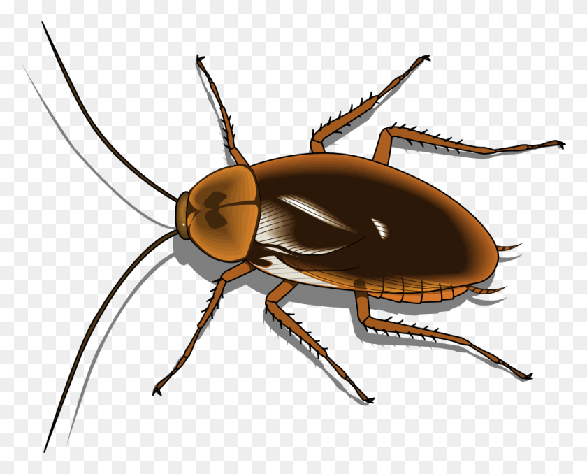 999x792 Insect Cartoon Image Of Cockroach, Invertebrate, Animal HD PNG Download