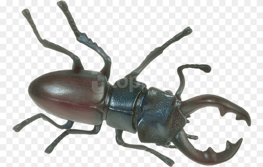 Insect Images Transparent Insect, Animal, Invertebrate Clipart PNG