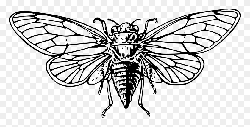 1969x931 Insect Top Lightning Bug Cartoon Of With Cicada Drawing, Wasp, Bee, Invertebrate HD PNG Download