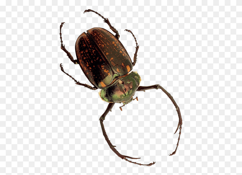 429x547 Insect Transparent Image Insect, Invertebrate, Animal, Dung Beetle HD PNG Download