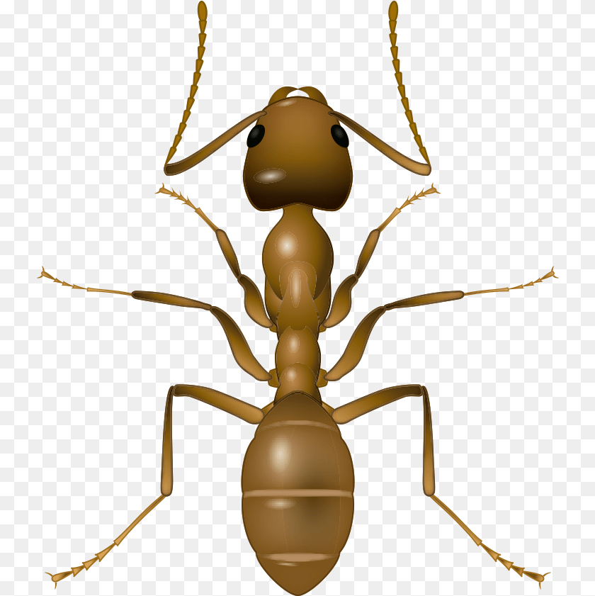 738x841 Insectos Rastreros Argentine Ant, Animal, Insect, Invertebrate, Spider PNG