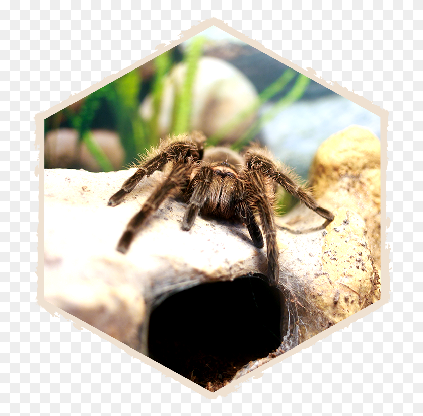 716x766 Insectropolis Bug Zoo Of New Jersey Tarantula, Spider, Invertebrate, Animal HD PNG Download