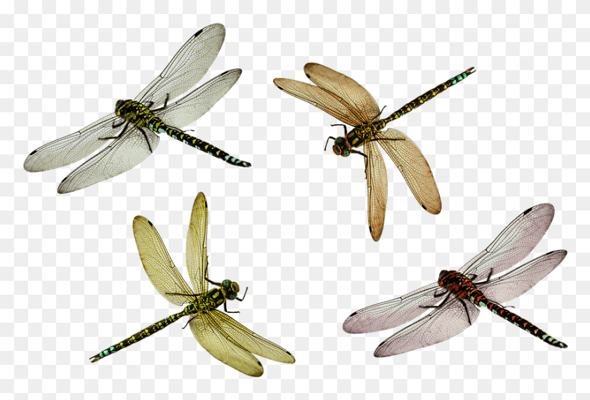 852x558 Insects Dragonfly Transparent, Insect, Invertebrate, Animal HD PNG Download