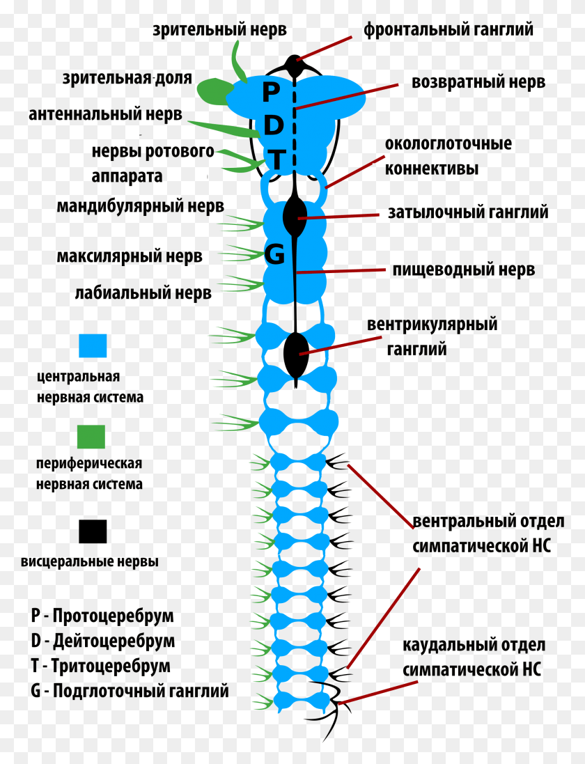 1873x2492 Insects Nervous System Rus Nervous System Of Insects, Zipper, Skeleton, Diagram HD PNG Download