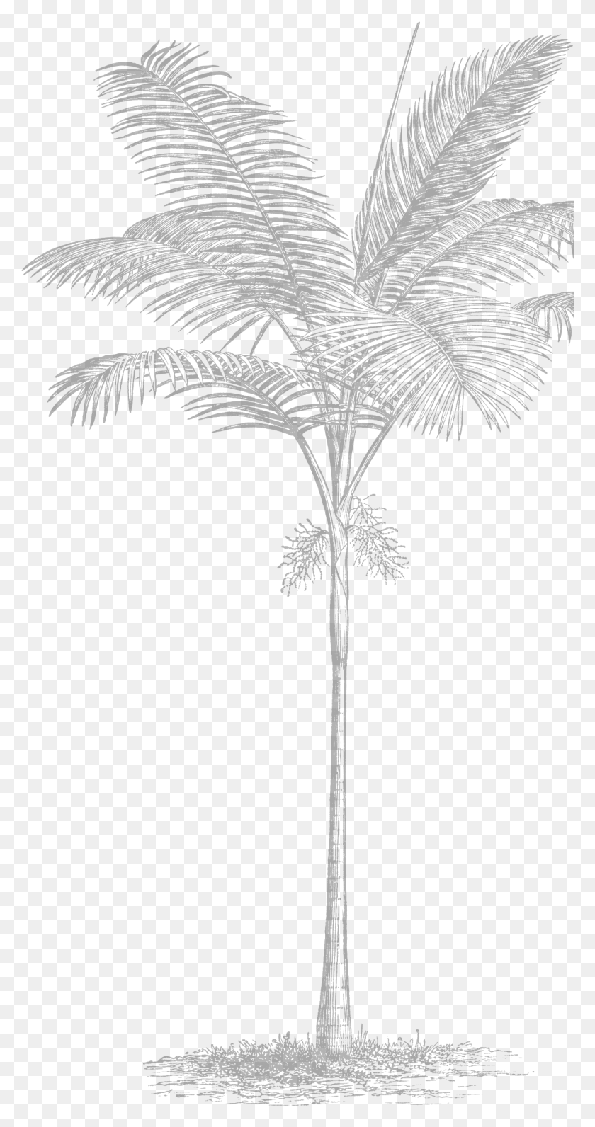 1211x2379 Вдохновленный Недавней Поездкой В ​​Майами Нашим Творческим Эскизом, Дерево, Растение, Пальма Hd Png Скачать