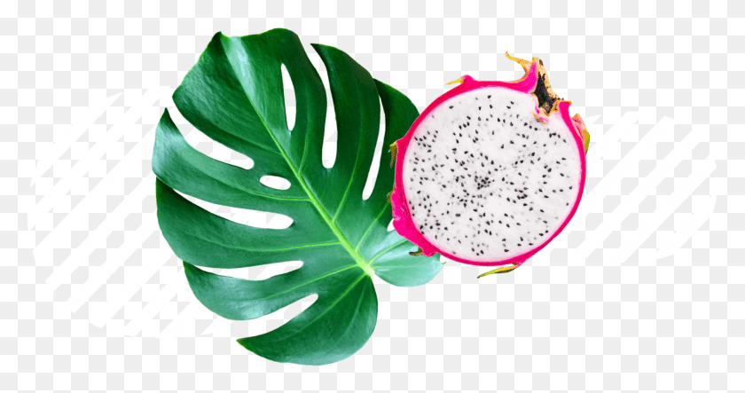 1576x774 Instagram Story Maker For Your Beautiful Stories Pitaya, Plant, Leaf, Flower HD PNG Download
