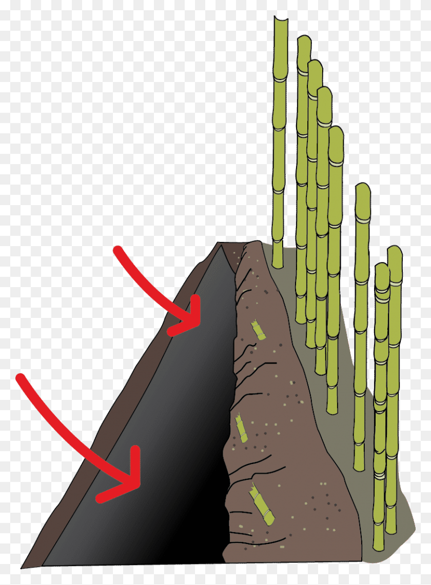 810x1123 Иллюстрация Щита, Растение, Бамбук, Топор Png Скачать