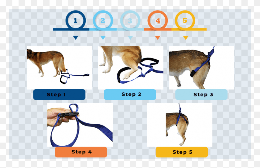 970x600 Instructions Of Walkin39 Rear Support Dog Leash Dog Licks, Pet, Canine, Animal HD PNG Download