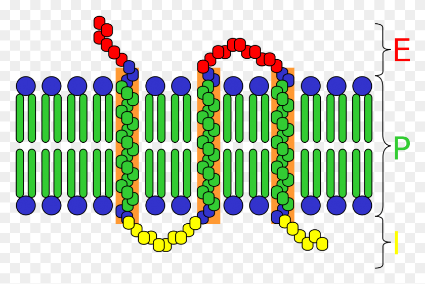 1061x682 Integral Membrane Protein Receptor Celular, Flyer, Poster, Paper HD PNG Download