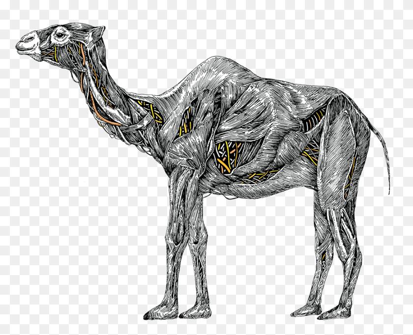 864x690 La Presentación De Camel Poser Descripción De Imagen Nissan Camel Power, Animal, Dinosaur, Reptile Hd Png Descargar