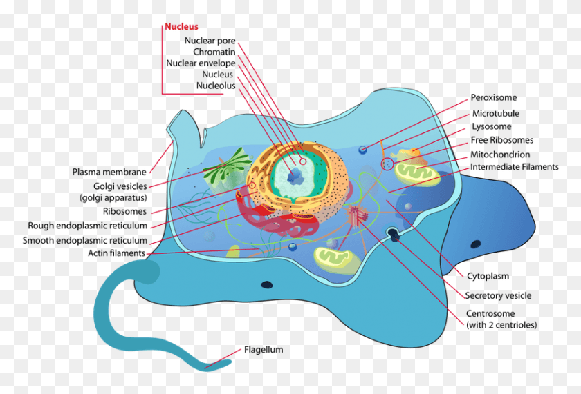 838x549 Introduction To Animal Cell Type Of Cell Is Fungi, Leisure Activities, Guitar, Musical Instrument HD PNG Download
