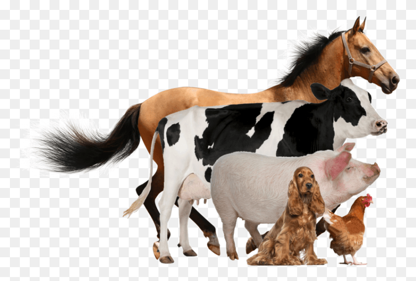 826x538 Introduction Wild Animals Domestic Animals, Cow, Cattle, Mammal HD PNG Download