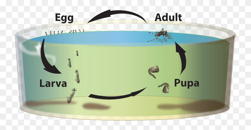 746x375 Invasive Mosquito Life Cycle Small Tiger Mosquito Larvae, Water, Jacuzzi, Tub HD PNG Download