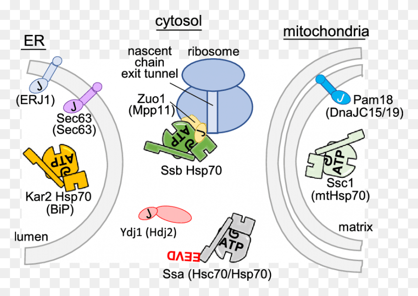 850x585 Involved In Protein Translocation Across The Cartoon, Text, Diagram, Plot HD PNG Download