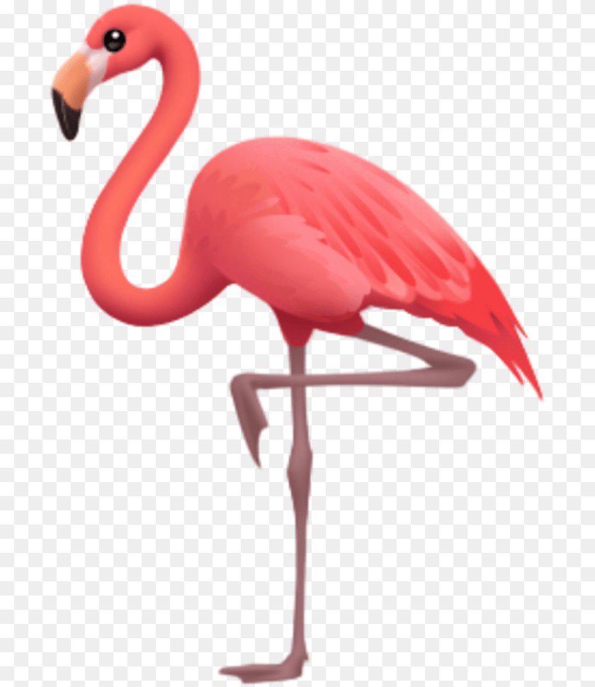 Iphone Flamingo Emoji, Animal, Bird, Person PNG