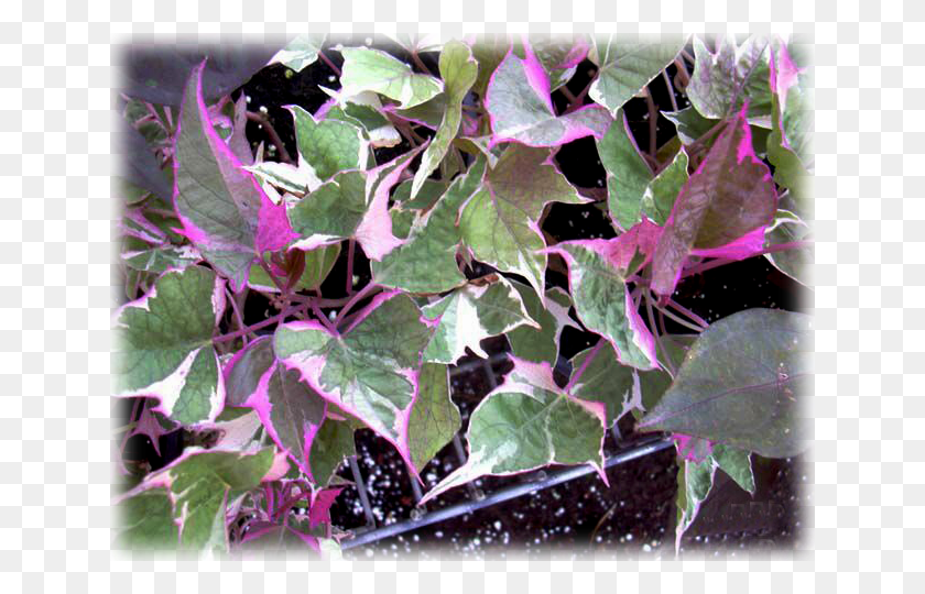 640x480 Ipomoea Sweet Potato Vine Pink Frost Flower, Растение, Лист, Плющ Png Скачать