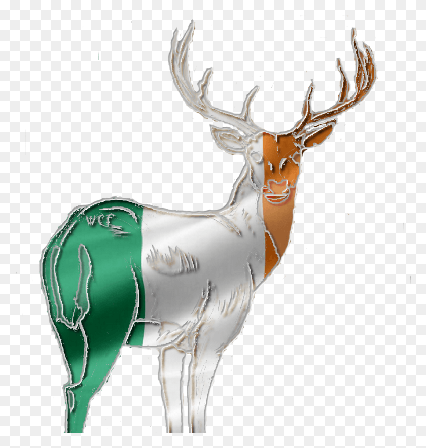 889x939 Ireland Red Deer Stag Photo Irelandreddeerstag Elk, Wildlife, Mammal, Animal HD PNG Download