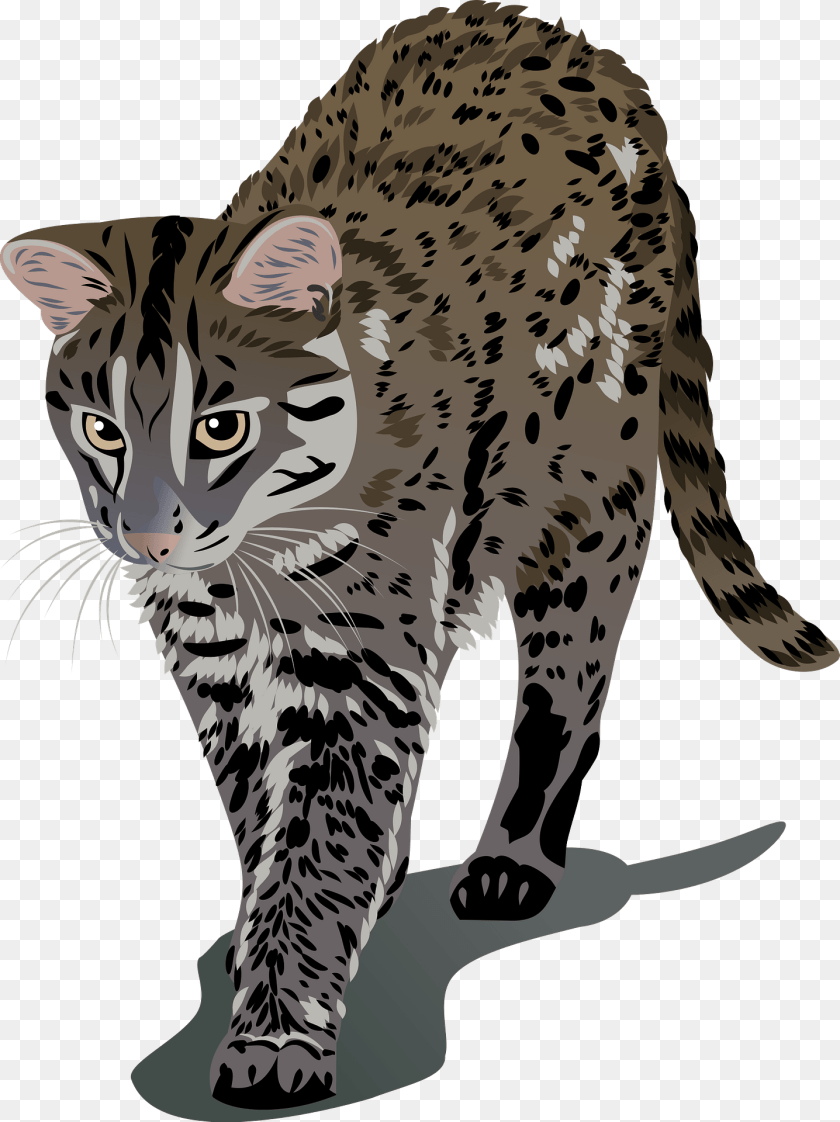 1437x1920 Iriomote Cat Clipart, Animal, Mammal, Ocelot, Wildlife Sticker PNG