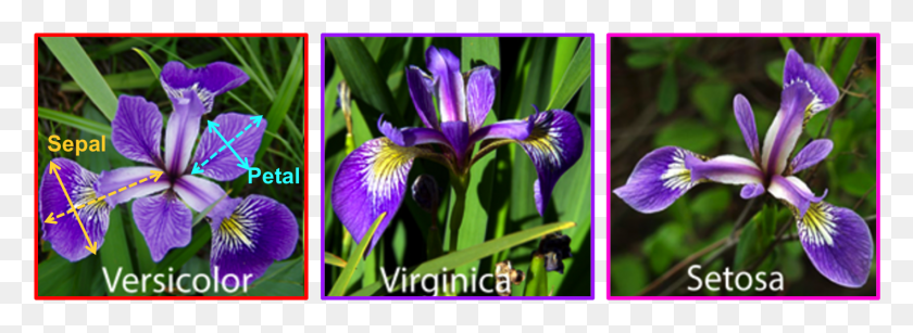 1416x449 Iris, Flower, Plant, Blossom HD PNG Download
