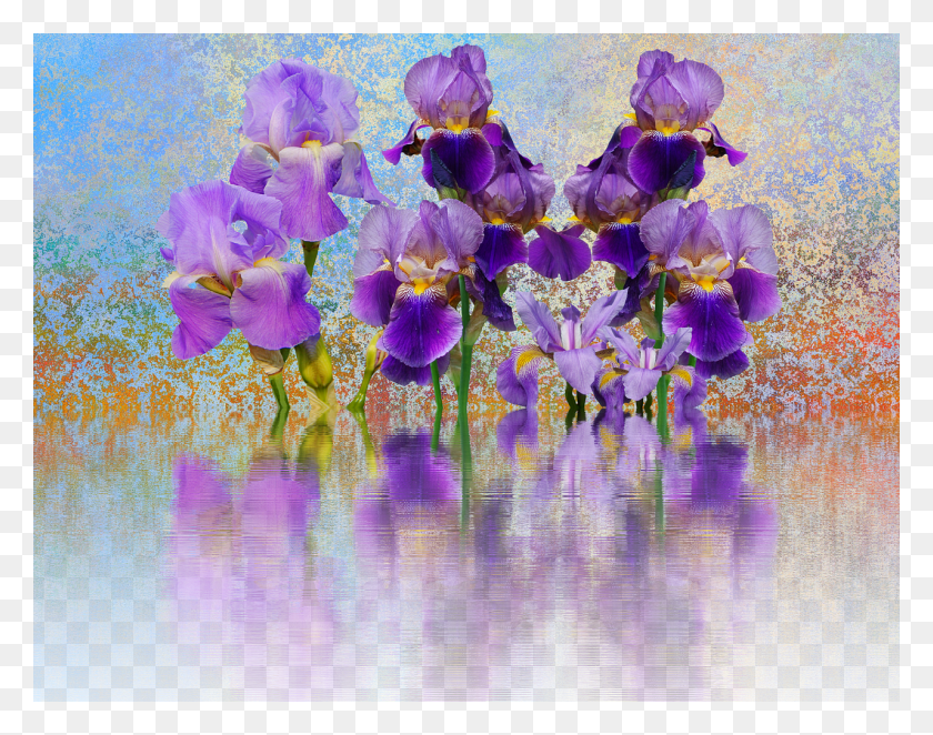 1280x988 Iris, Plant, Flower, Blossom HD PNG Download