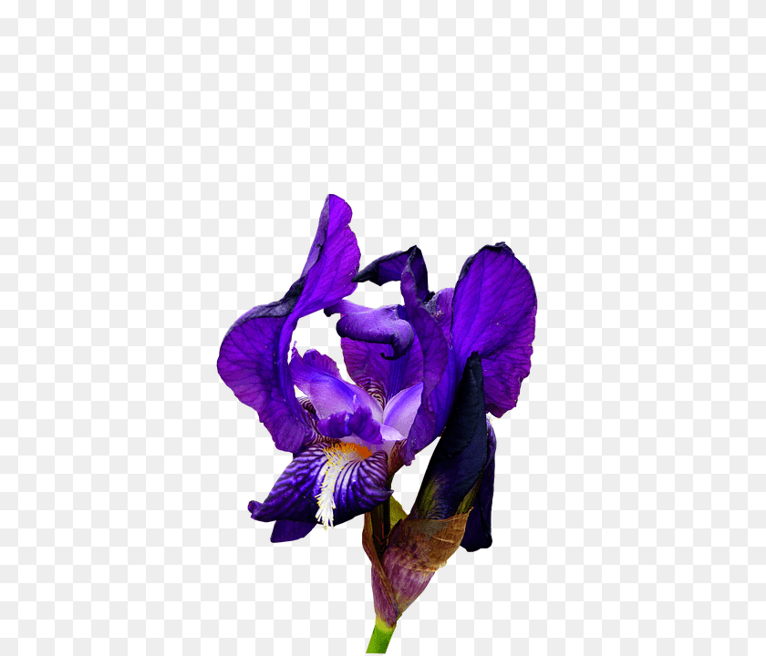 405x720 Iris Flower, Plant, Purple, Geranium PNG