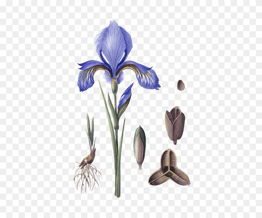 448x638 Ирис Альбиканс, Цветок, Растение, Цветение Hd Png Скачать