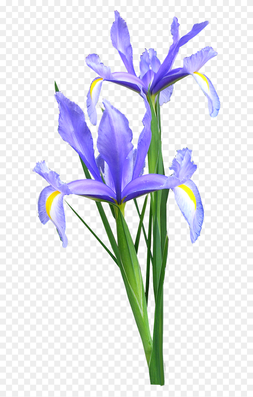630x1261 Ирис Голландский Цветы, Цветок, Растение, Цветение Hd Png Скачать