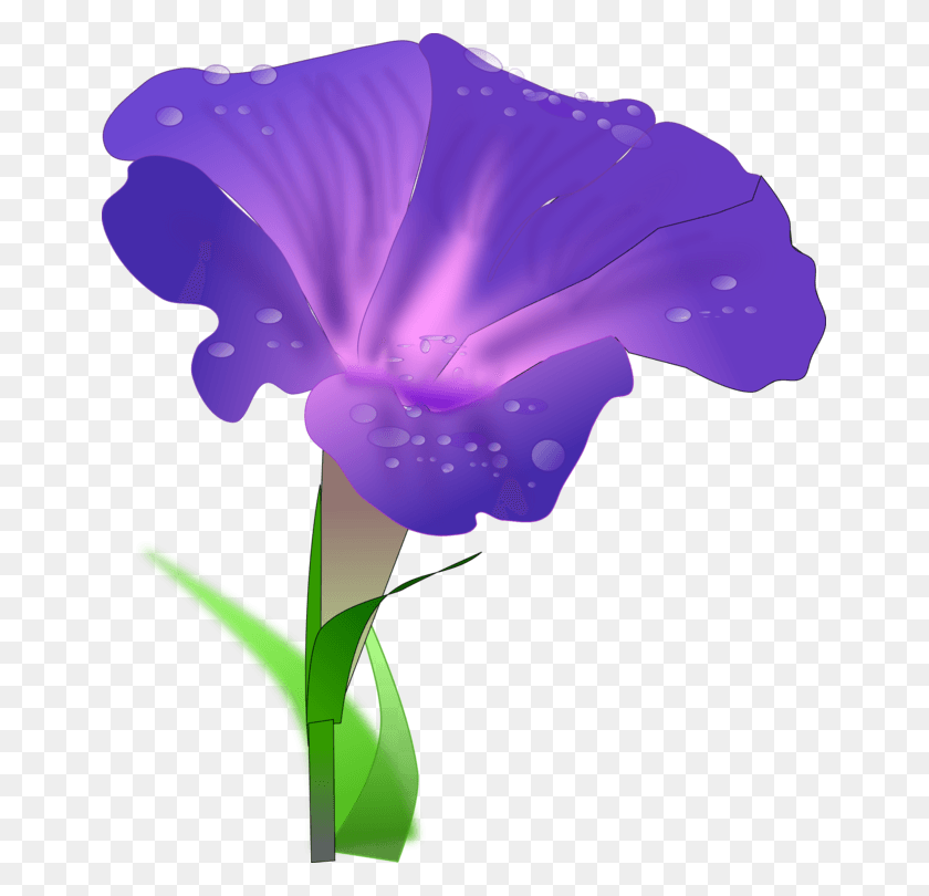 655x750 Iris Flower Clip Art Morning Glory Clipart, Plant, Geranium, Blossom HD PNG Download