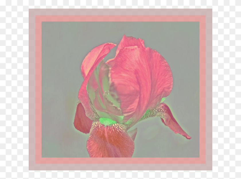 640x564 Flor De Iris Png / Iris Png