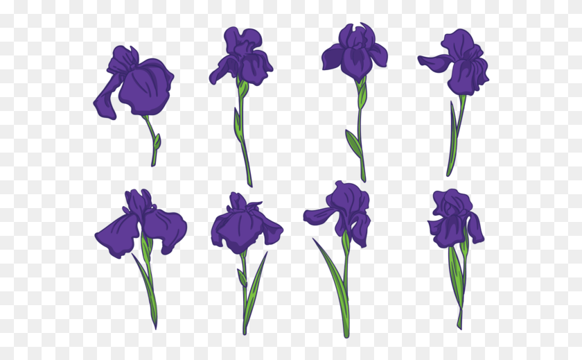 575x459 Iris Flower Vectors Iris Flower Vector, Plant, Blossom, Petal HD PNG Download