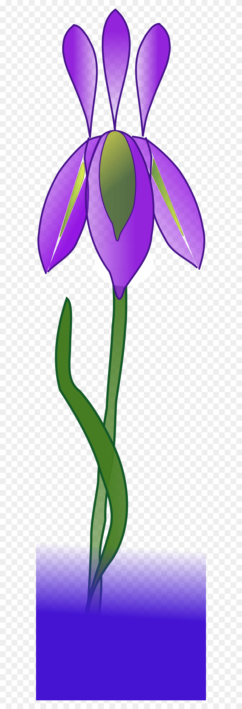 590x2400 Descargar Png / Iris Iris, Planta, Flor, Flor Hd Png