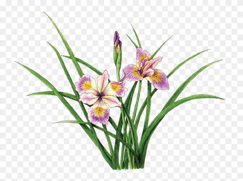 1000x729 Iris Pacific Coast Hybrid Iris Japonica, Plant, Flower, Blossom HD PNG Download