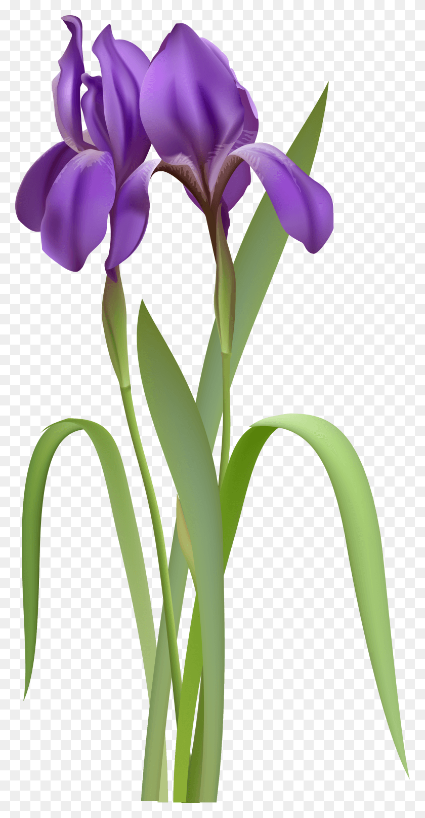 1792x3572 Iris Spring Flower Clipart Iris Clipart, Planta, Flor, Flor Hd Png