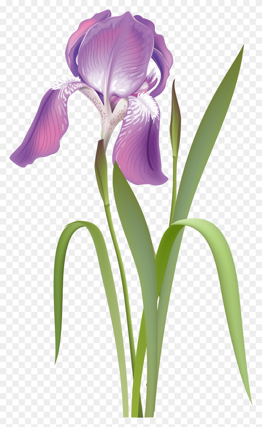 2384x4001 Ирисы Растение Рододендрон Прозрачный Ирис Рисунок Вектор, Цветок, Цветение, Орхидея Png Скачать