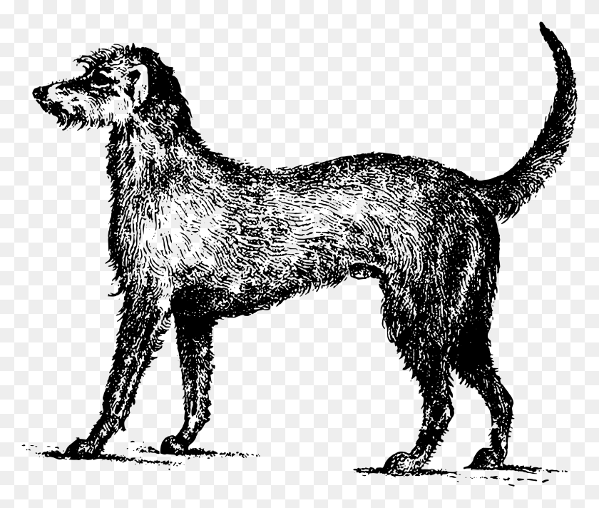 2391x2001 Irish Wolfhound Irish Terrier German Shepherd Wolfdog Wolfhound Clipart Black And White, Gray, World Of Warcraft HD PNG Download