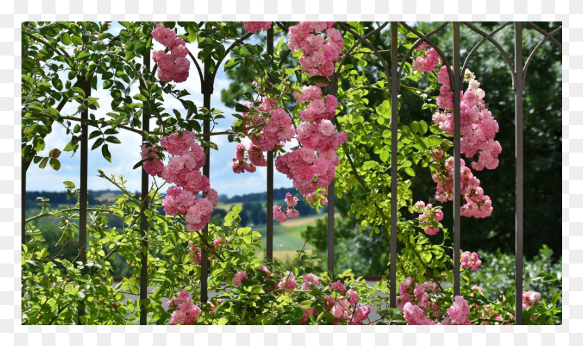 867x488 Iron Fences And Flowers Wallpaper, Plant, Flower, Blossom HD PNG Download