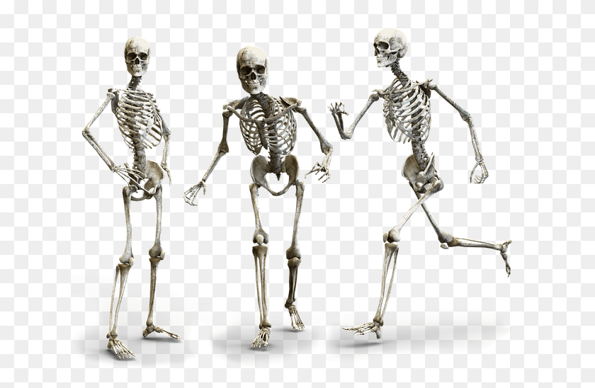 640x488 Hueso Png / Esqueleto Humano Hd Png