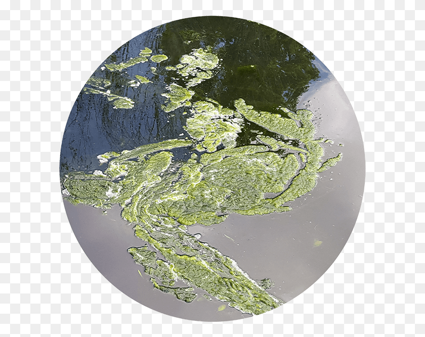 607x606 Is Algae Bad Earth, Water, Outdoors, Map HD PNG Download