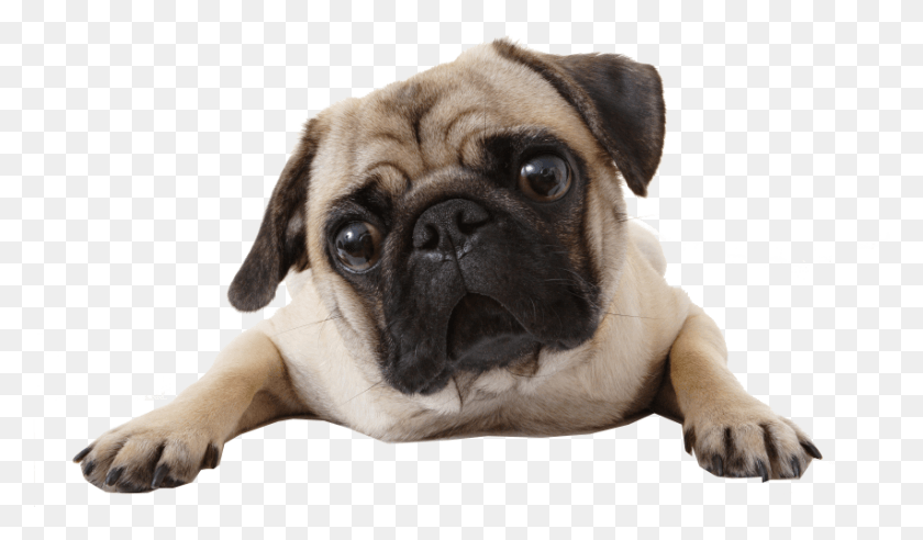 852x472 Is This Your First Heart Pug Sticker, Dog, Pet, Canine HD PNG Download