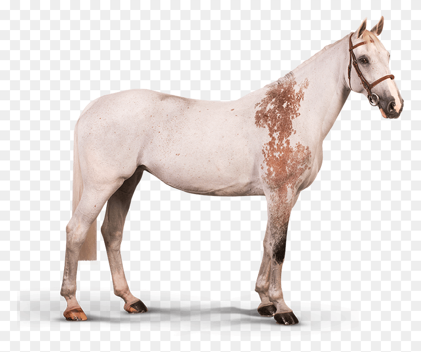 773x642 Изабо Де Лаубри Жеребец, Лошадь, Млекопитающее, Животное Hd Png Скачать