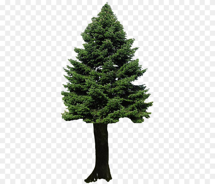 366x720 Isolated Fir, Plant, Tree, Pine Transparent PNG