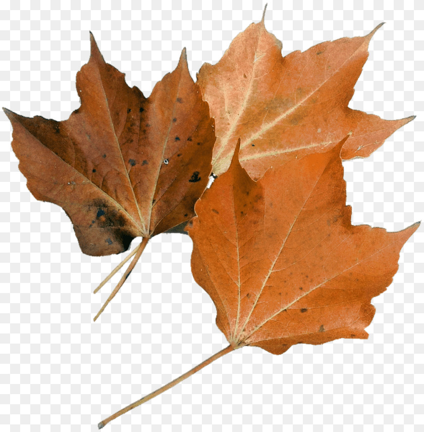 1257x1280 Isolated Leaf, Plant, Tree, Maple PNG