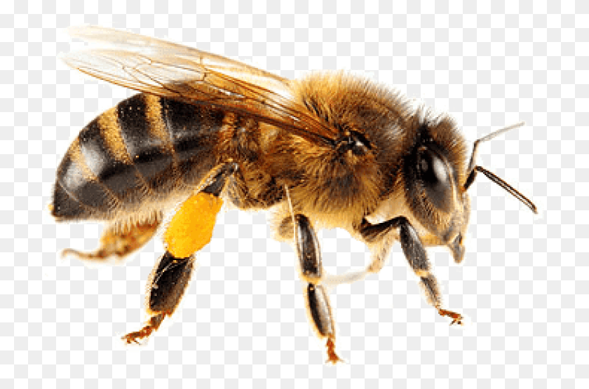 717x495 Изолированные Изображения Пчелы Фон Медоносная Пчела, Насекомое, Беспозвоночное, Животное Hd Png Скачать