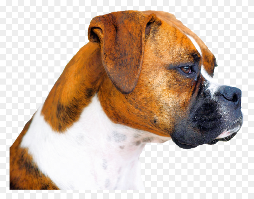 916x704 Descargar Png Aislado Boxer Perro Animal Retrato Cotizaciones Sobre Perros Pitágoras, Mascota, Canino, Mamífero Hd Png