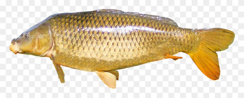 960x343 Isolated Carp Freshwater Fish Nature New Year39s Eve Common Carp, Animal HD PNG Download