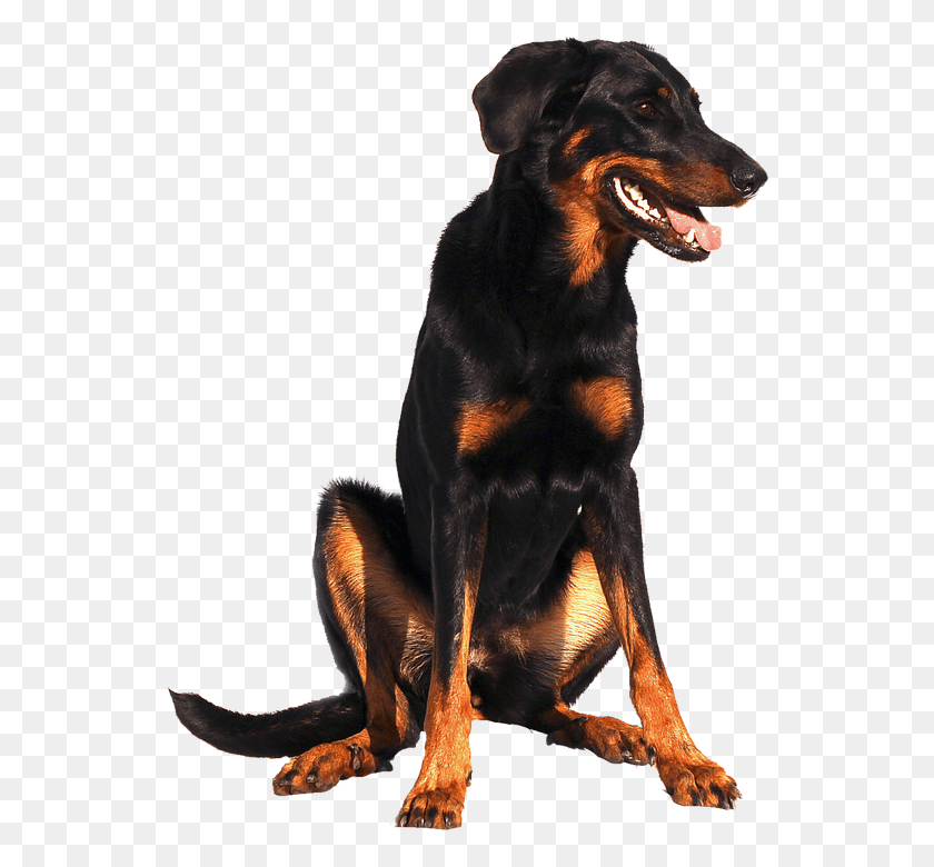 547x720 Isolated Doberman Dog Sweet Animal Portrait Nature Dogs Endocannabinoid System, Pet, Canine, Mammal HD PNG Download