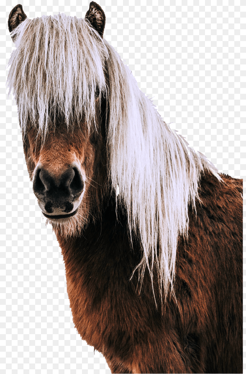 819x1276 Isolated Horse Animal Picture Real Horse Head Pictures On Background, Mammal, Stallion, Colt Horse Transparent PNG