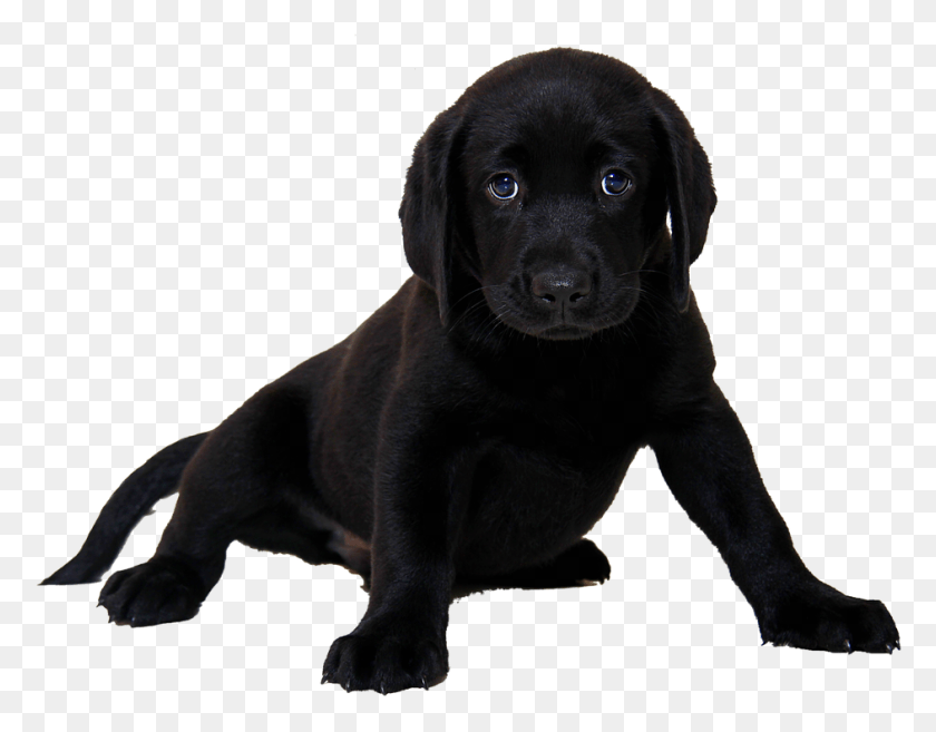 942x721 Isolated Labrador Dog Animal Purebred Dog Puppy Black Lab Transparent Background, Pet, Canine, Mammal HD PNG Download