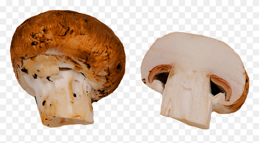 953x496 Isolated Mushroom Champion Fall Color Moist Mushroom Slice Transparent, Plant, Fungus, Food HD PNG Download