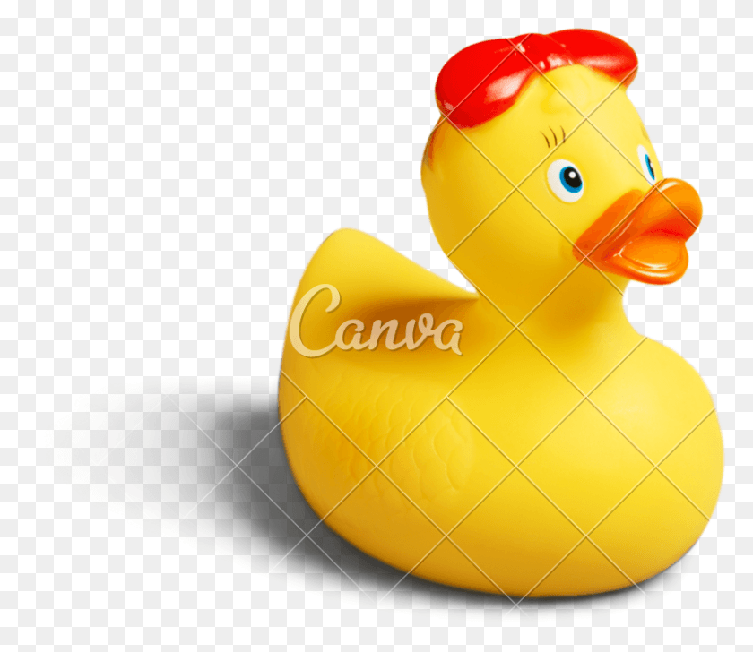 800x686 Isolated On White Photos By Canva Rubber Ducky, Duck, Bird, Animal HD PNG Download